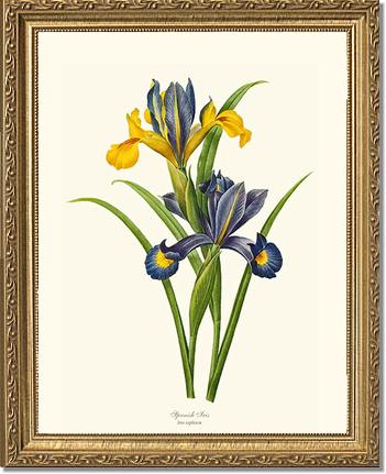 Iris, Spanish | Flower/Floral Art Print