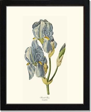 Iris, Sweet | Flower/Floral Art Print