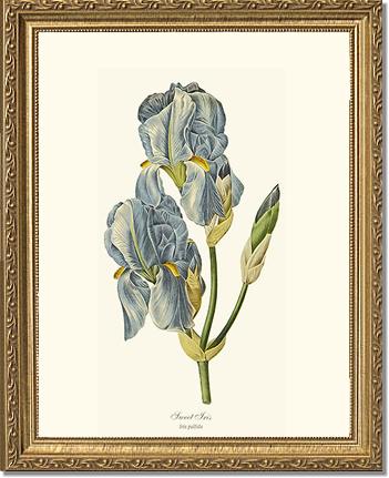 Iris, Sweet | Flower/Floral Art Print