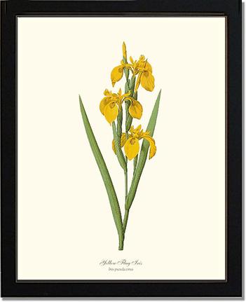 Iris, Yellow Flag | Flower/Floral Art Print