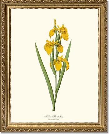 Iris, Yellow Flag | Flower/Floral Art Print
