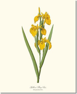 Flower Floral Print: Iris, Yellow Flag