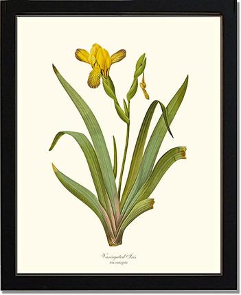Iris, Variegated | Flower/Floral Art Print