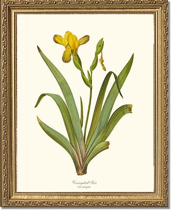 Iris, Variegated | Flower/Floral Art Print
