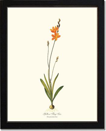 Ixia | Flower/Floral Art Print