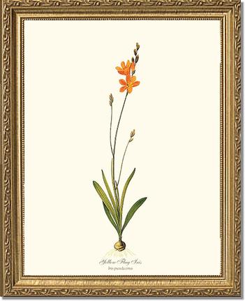 Ixia | Flower/Floral Art Print