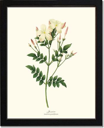Jasmine | Flower/Floral Art Print