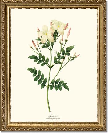 Jasmine | Flower/Floral Art Print