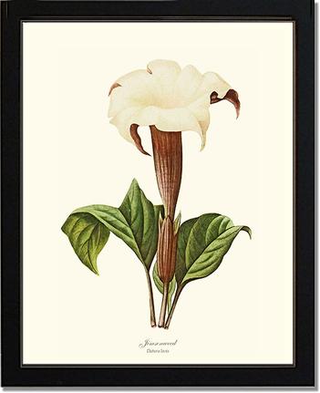 Jimsonweed | Flower/Floral Art Print