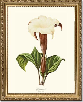 Jimsonweed | Flower/Floral Art Print