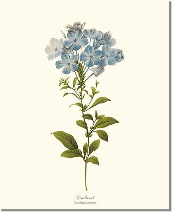 Leadwort: Vintage Botanical Flower/Floral Wall Art Prints