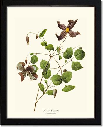 Clematis, Clematis | Flower/Floral Art Print
