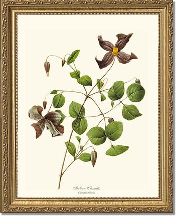 Clematis, Clematis | Flower/Floral Art Print