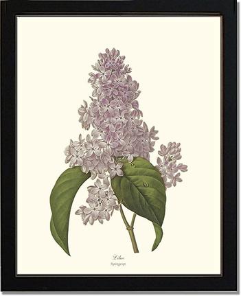 Lilac | Flower/Floral Art Print
