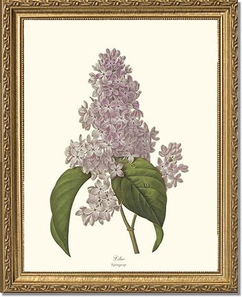Lilac | Flower/Floral Art Print