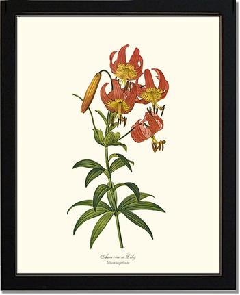 Lily, American | Flower/Floral Art Print