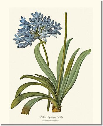 Lily, Blue African: Vintage Botanical Flower/Floral Wall Art