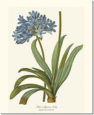 Flower Floral Print: Lily, Blue African Agapanthus