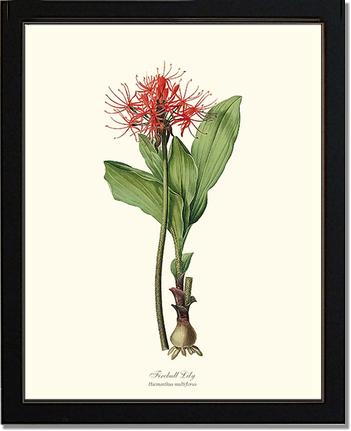 Lily, Fireball | Flower/Floral Art Print
