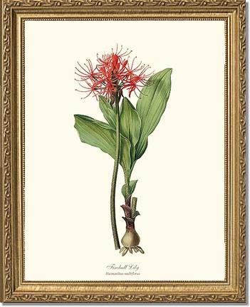 Lily, Fireball | Flower/Floral Art Print