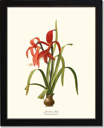 Lily, Jacobean | Flower/Floral Art Print