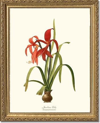 Lily, Jacobean | Flower/Floral Art Print