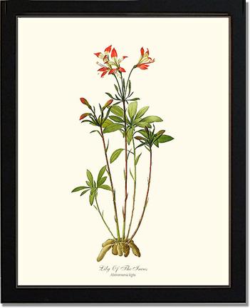 Lily of the Incas | Flower/Floral Art Print