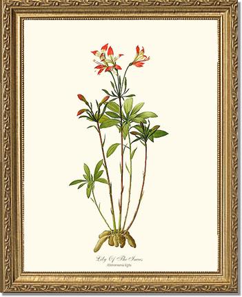 Lily of the Incas | Flower/Floral Art Print