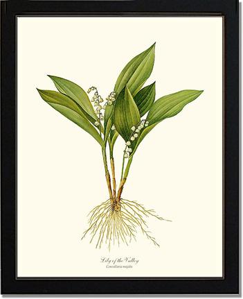 Lily of the Valley | Flower/Floral Art Print