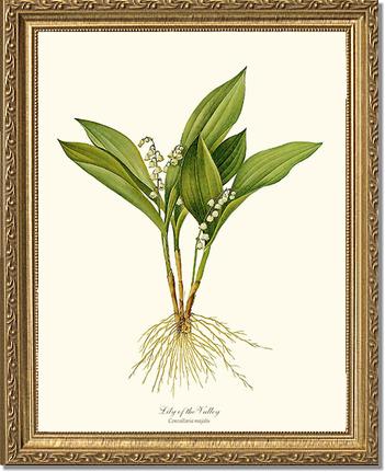 Lily of the Valley | Flower/Floral Art Print