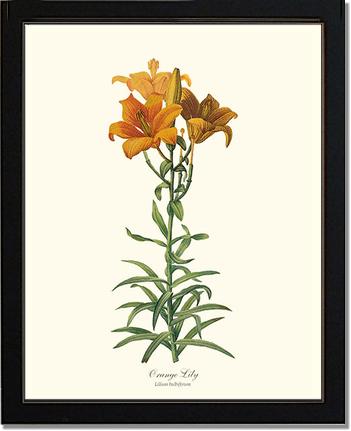 Lily, Orange | Flower/Floral Art Print
