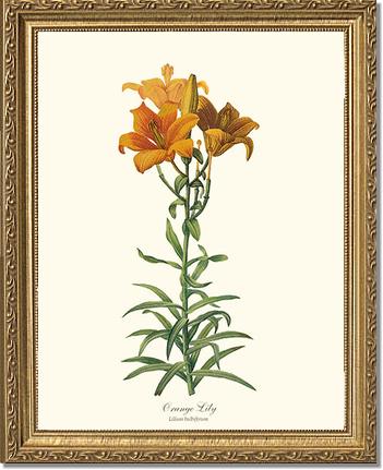 Lily, Orange | Flower/Floral Art Print