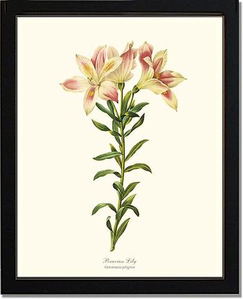 Lily, Peruvian | Flower/Floral Art Print