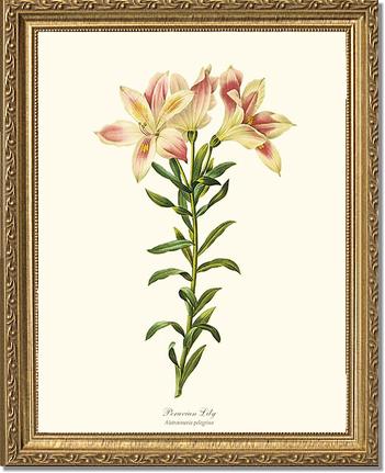 Lily, Peruvian | Flower/Floral Art Print