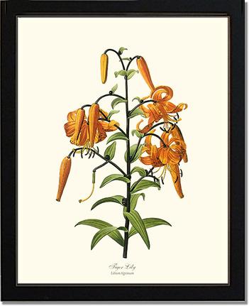 Lily, Tiger | Flower/Floral Art Print