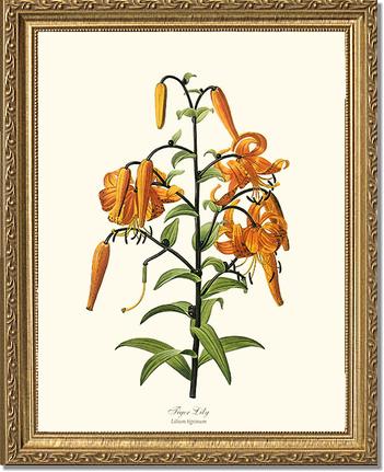 Lily, Tiger | Flower/Floral Art Print