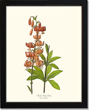 Lily, Turk's Cap | Flower/Floral Art Print