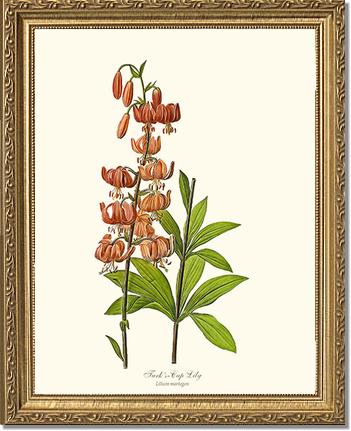 Lily, Turk's Cap | Flower/Floral Art Print