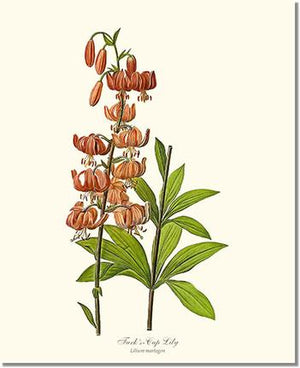 Flower Floral Print: Lily, Turk's Cap