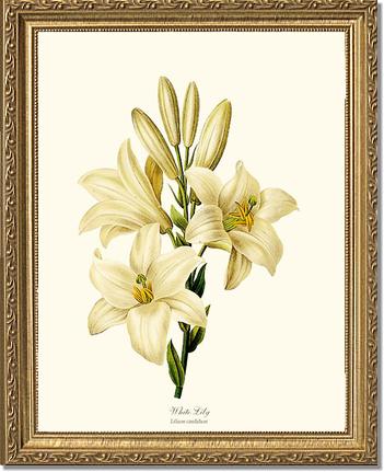 Lily, White | Flower/Floral Art Print