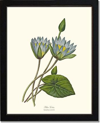 Lotus, Blue | Flower/Floral Art Print