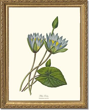 Lotus, Blue | Flower/Floral Art Print
