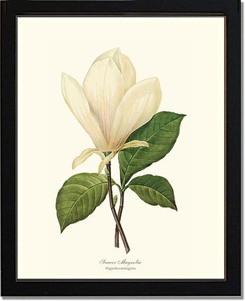Magnolia, Saucer | Flower/Floral Art Print