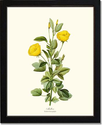 Mallow | Flower/Floral Art Print