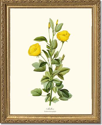 Mallow | Flower/Floral Art Print