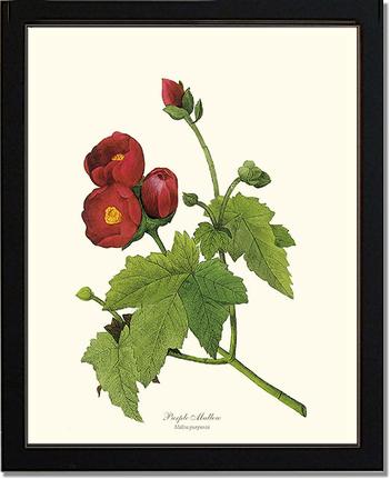 Mallow, Purple | Flower/Floral Art Print