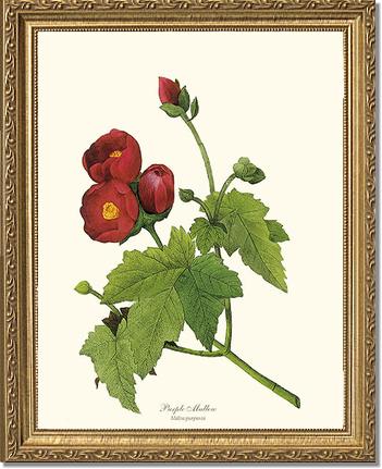 Mallow, Purple | Flower/Floral Art Print