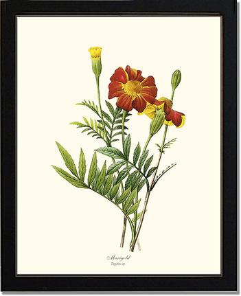 Marigold | Flower/Floral Art Print
