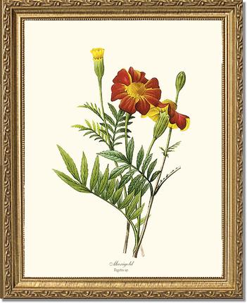 Marigold | Flower/Floral Art Print