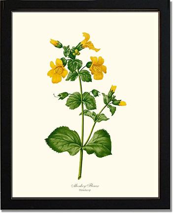 Monkeyflower | Flower/Floral Art Print